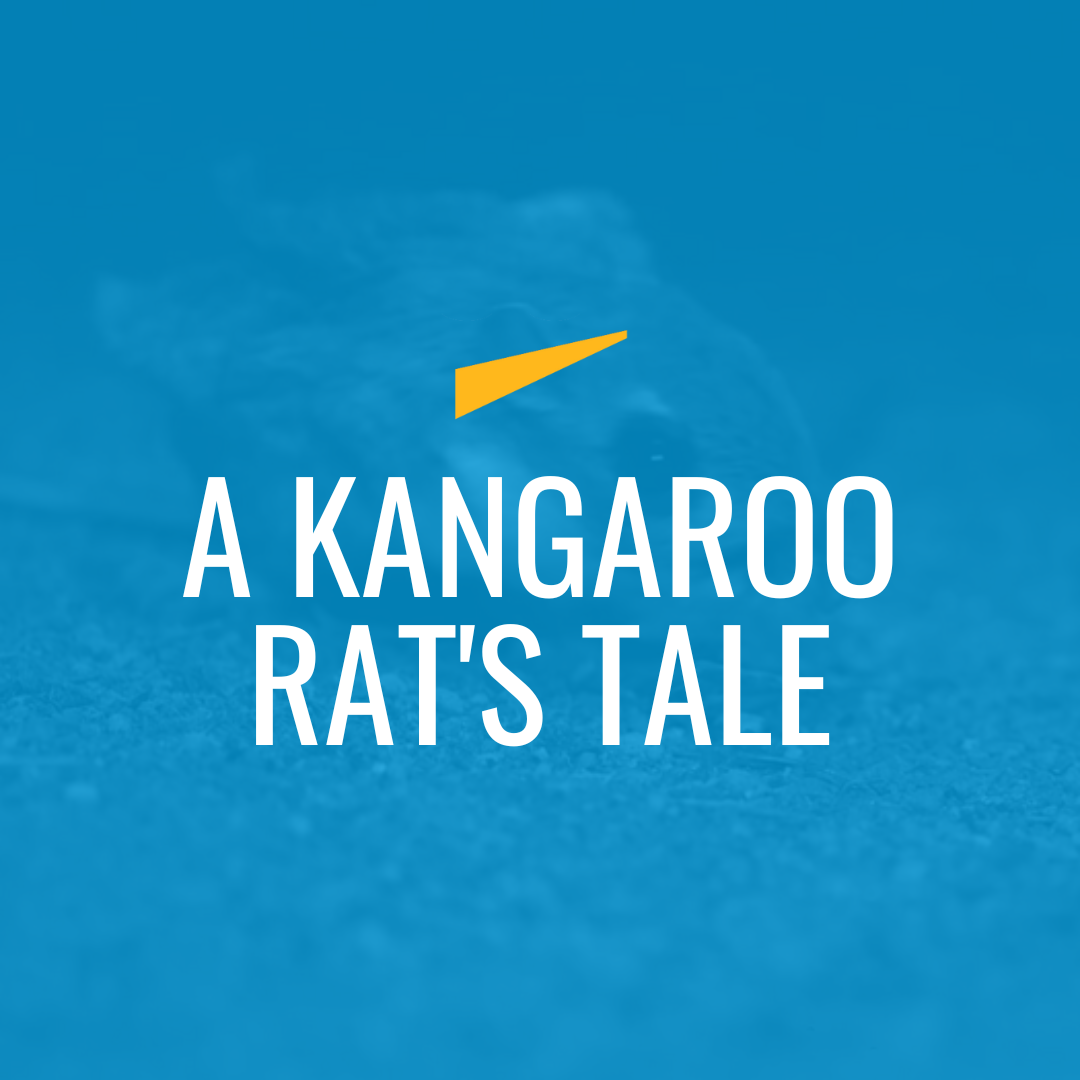 A Kangaroo Rat's Tale