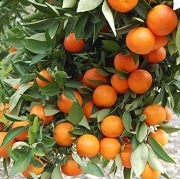orangetreesquare