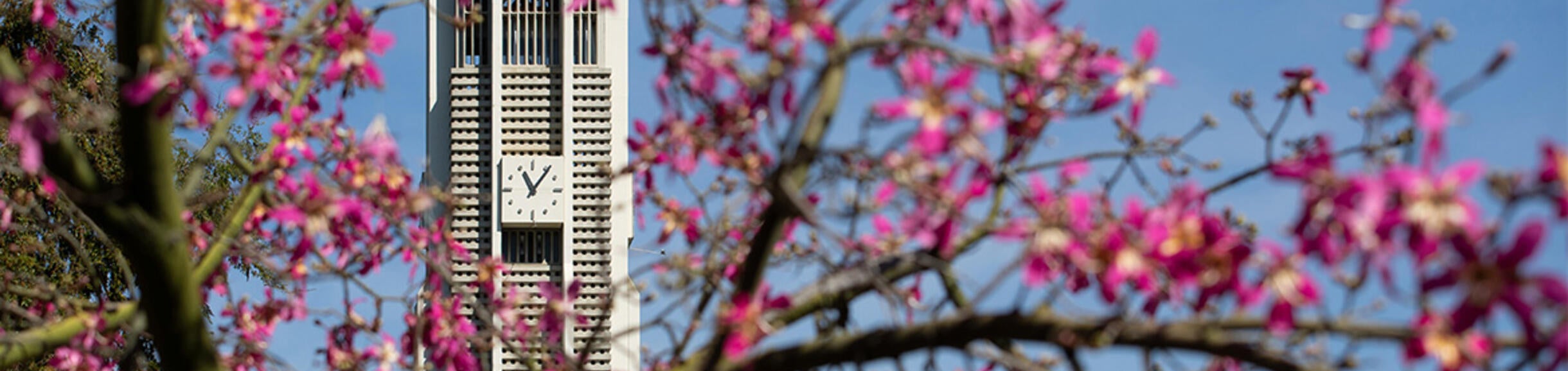 A History of CNAS Deans - UCR Bell Tower Surrounded by Pink Blooms