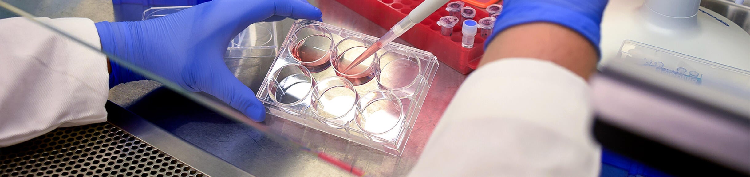 Undergraduate Majors Biochemistry Home - Hood Work Pink Liquid