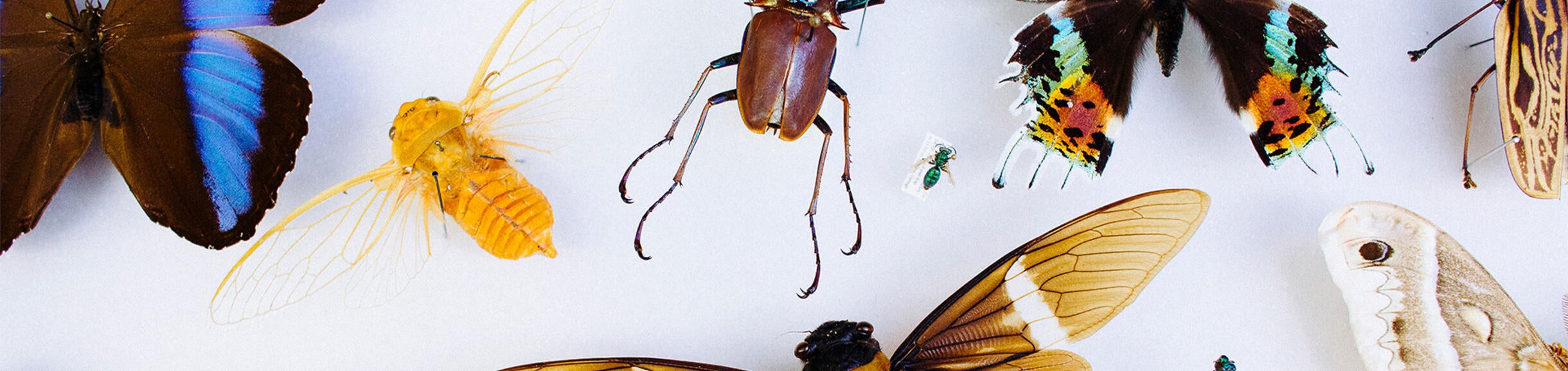 Undergraduate Majors Entomology Home Bug Collection