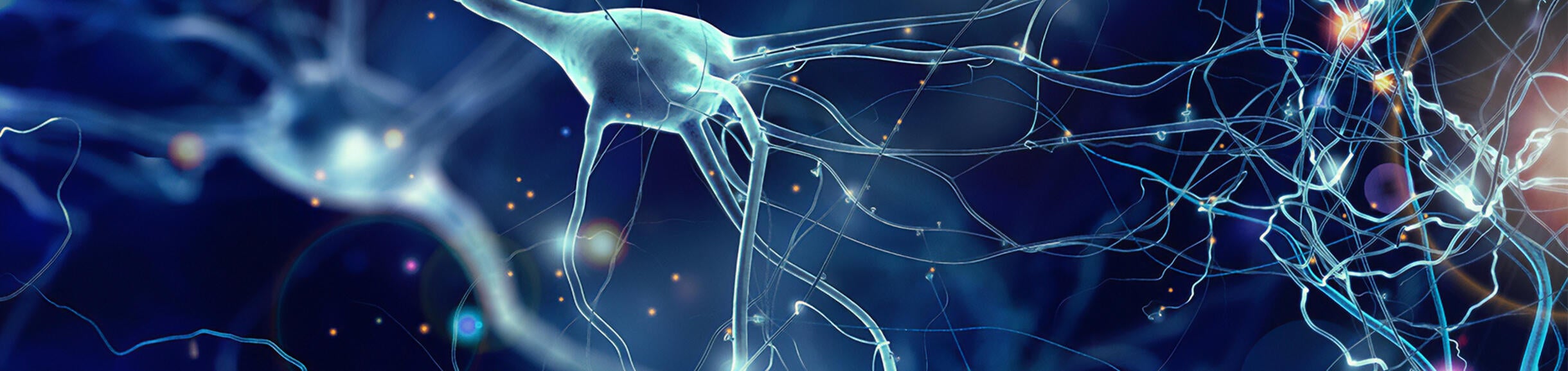 Undergraduate Majors Neuroscience Home - Neuro Cells