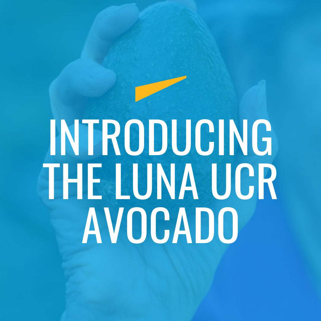 Introducing the Luna UCR Avocado