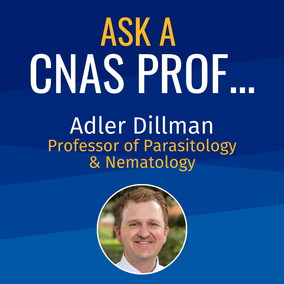 Adler Dillman Ask a CNAS Prof