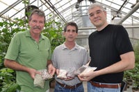 holding cowpea plants in greenhouse (c) UCR