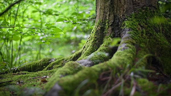 Forest close-up with tree stump, source: pexel