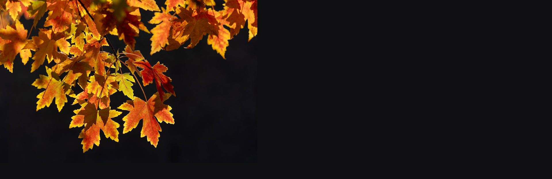 Fall leaves.