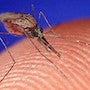 mosquito-june19-2017