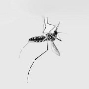 mosquitoarchive