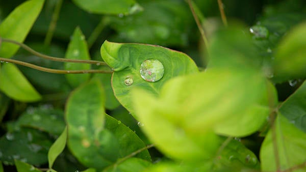 Plant leaves close-up (c) Ilse Ungeheuer