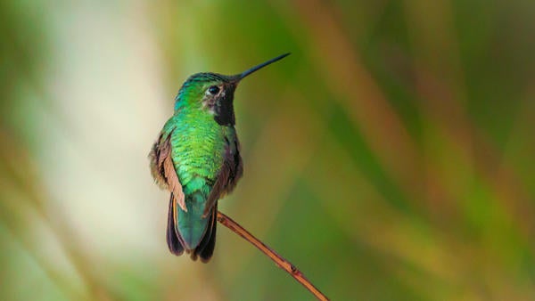 Anna's Hummingbird Firs Mohican (c) unsplash Anna's Hummingbird Firs Mohican (c) unsplash