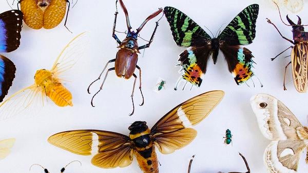 Insect Collection in Entomology Department (c) UCR Insect Collection in Entomology Department (c) UCR