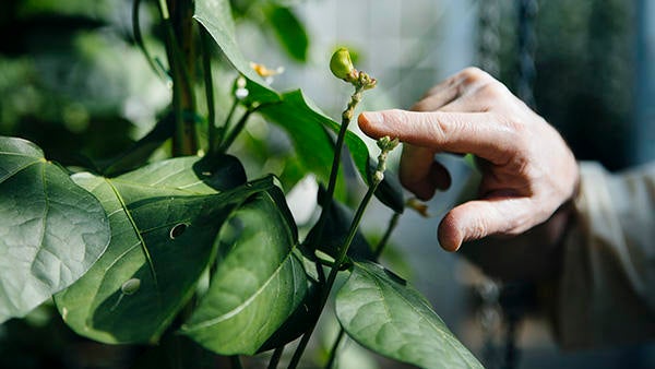 Greenhouse, hand pointing at plant (c) UCR Greenhouse, hand pointing at plant (c) UCR