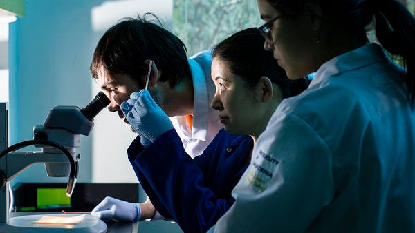 MCSB Prof. Sachiko Yamanaka in lab with microscope (c) UCR