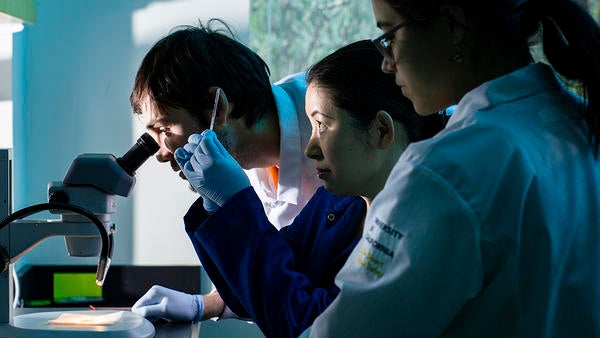 MCSB Prof. Sachiko Yamanaka in lab with microscope (c) UCR MCSB Prof. Sachiko Yamanaka in lab with microscope (c) UCR