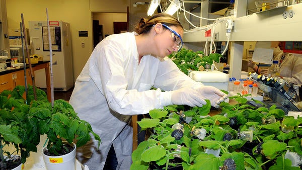 Nematology student with plants (c) UCR / CNAS Nematology student with plants (c) UCR / CNAS