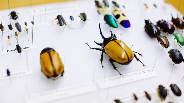Entomology insect collection (c) UCR