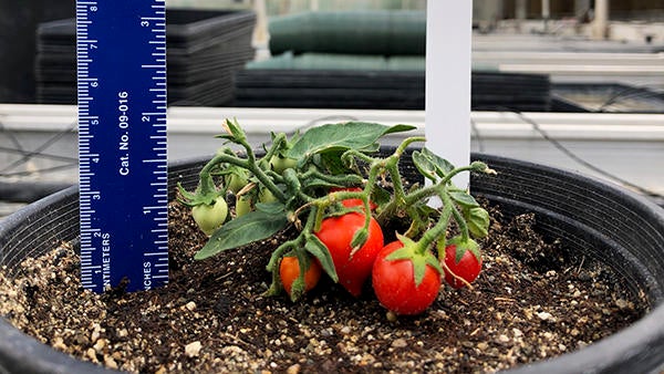 Space tomatoes PTRC (c) UCR Martha Orozco-Cardenas