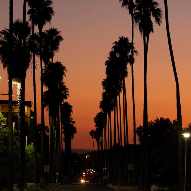 Sunset on campus with palm trees