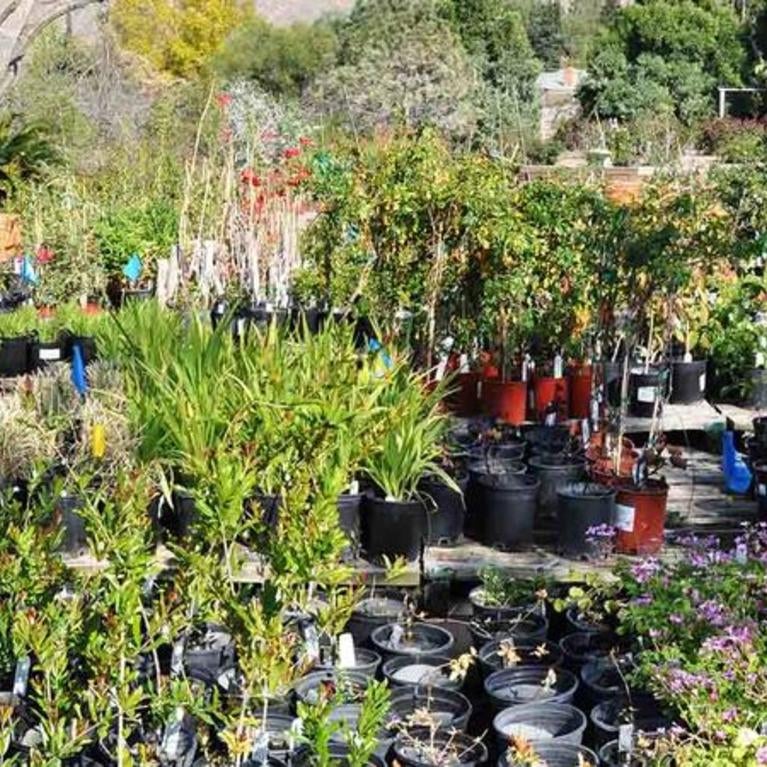 Botanic Gardens online Plant Sale 2020