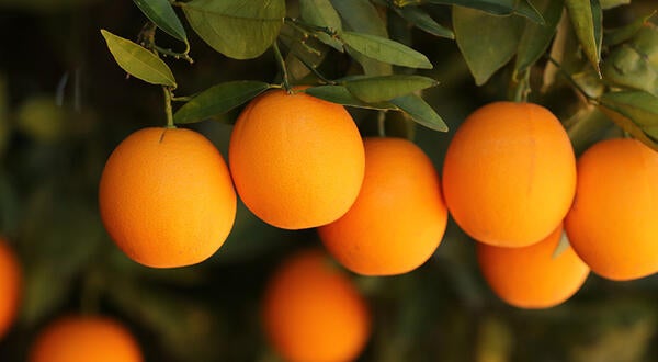 Oranges at UC Riverside Agricultural Operations
