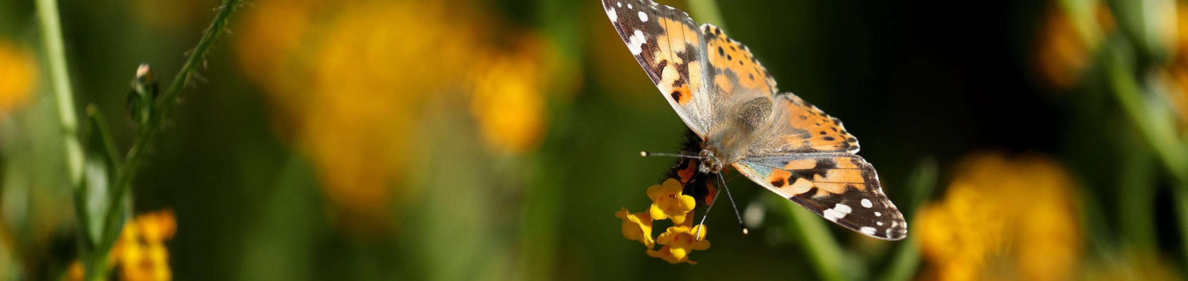 Painted Lady butterfly (c) UCR Stan Lim