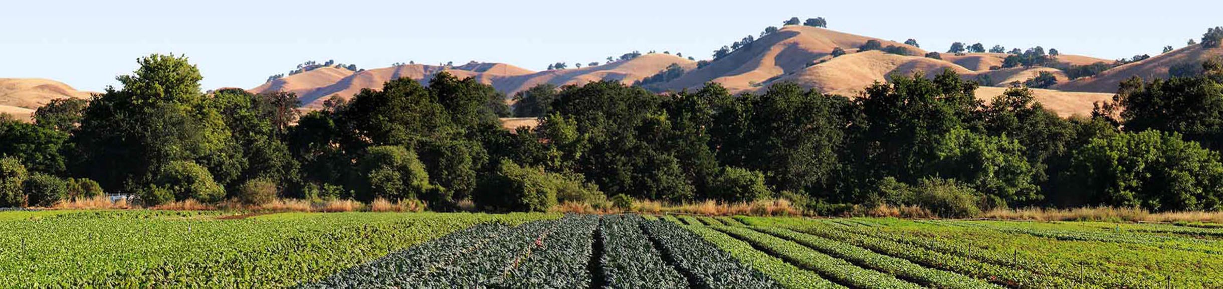 California Farmland (c) Capay Organic