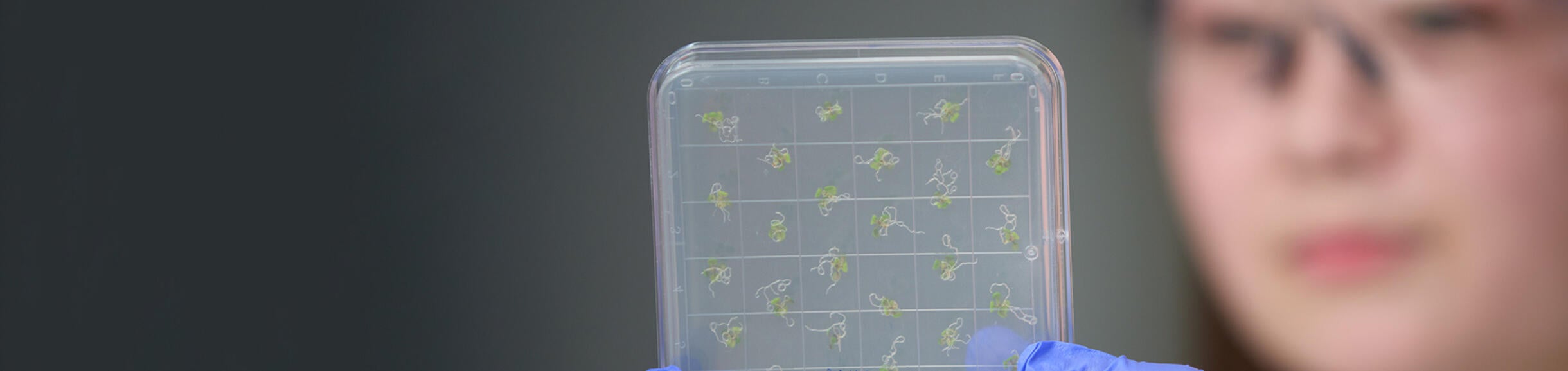 Scientist in lab holding specimens.