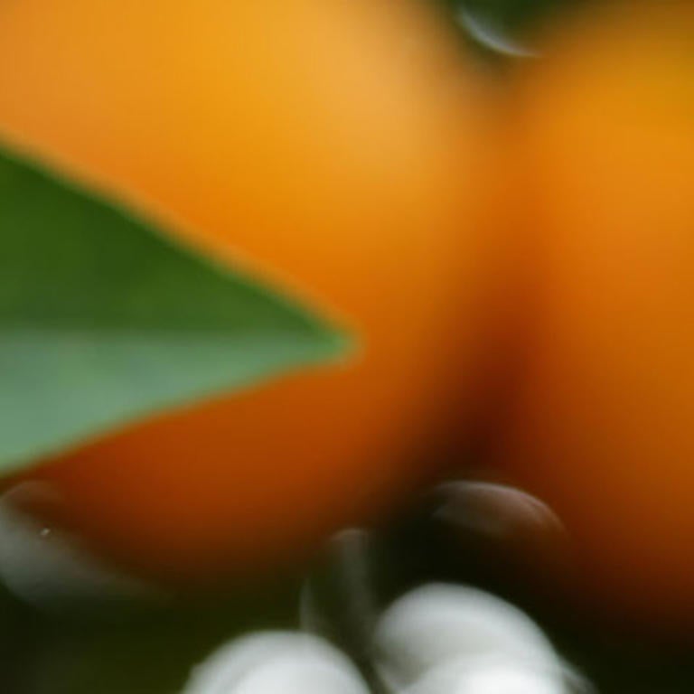 Orange blossoms (c) UCR/ Stan Lim 2019