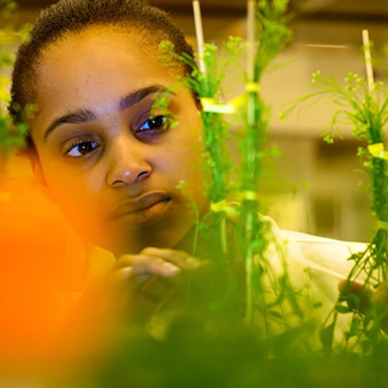 (c) UCR CNAS student observing plant samples