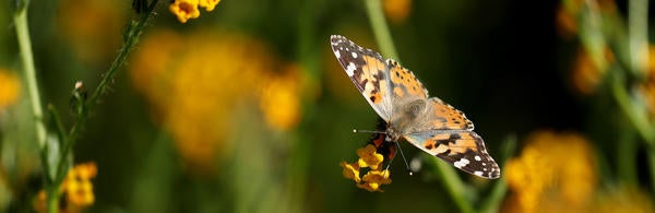 Painted Lady butterfly (c) UCR Stan Lim