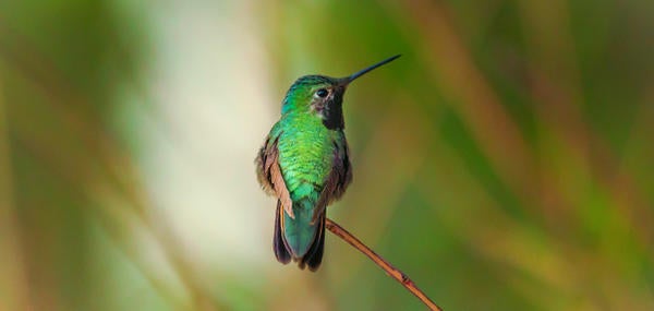 Anna's Hummingbird Firs Mohican (c) unsplash