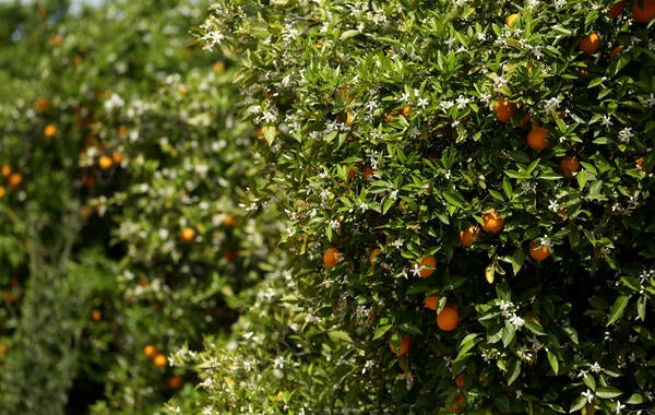 Citrus tree in bloom