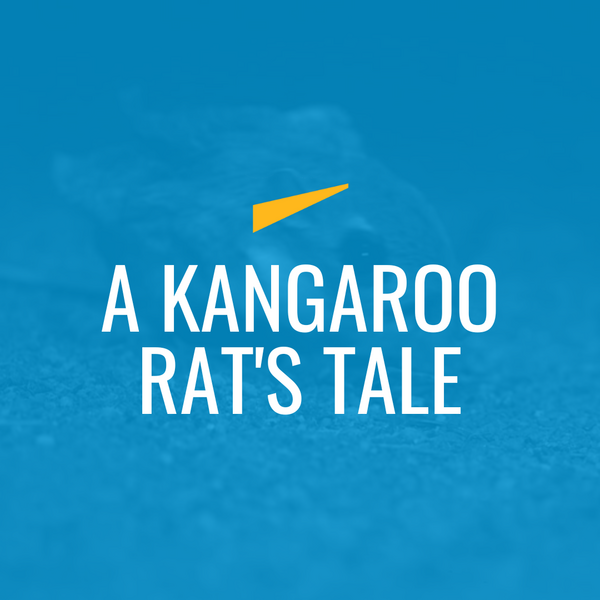 A Kangaroo Rat's Tale