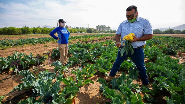 UCR R'Garden, picking cauliflower (c) UCR / Stan Lim