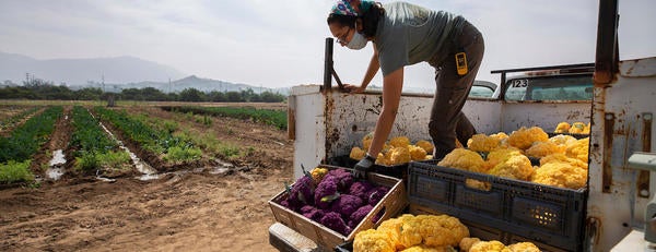 UCR R'Garden, truck with student and cauliflower (c) UCR / Stan Lim