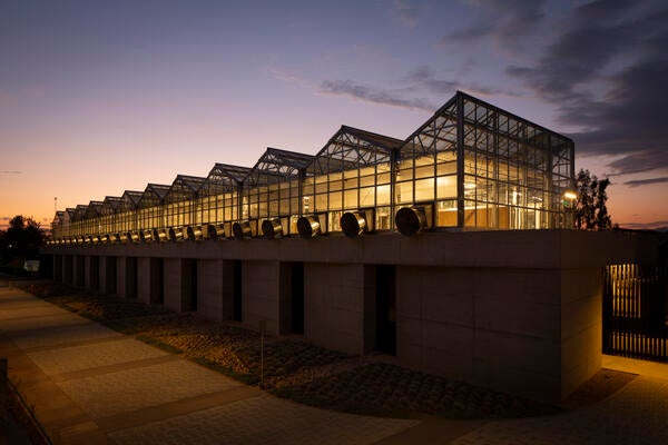 Lab at sunset