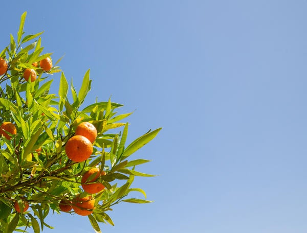 Orange grove branch with blue sky