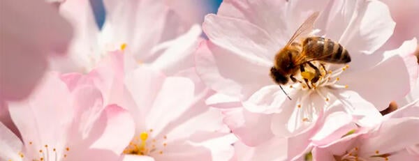 Bee on pink flower