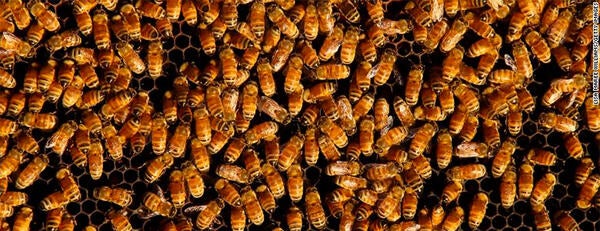 Bees on Honeycomb. Photo Credit: Lisa Maree Williams Getty Images