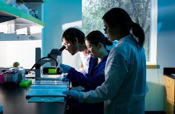 CNAS students conducting research in a lab with a  microscope