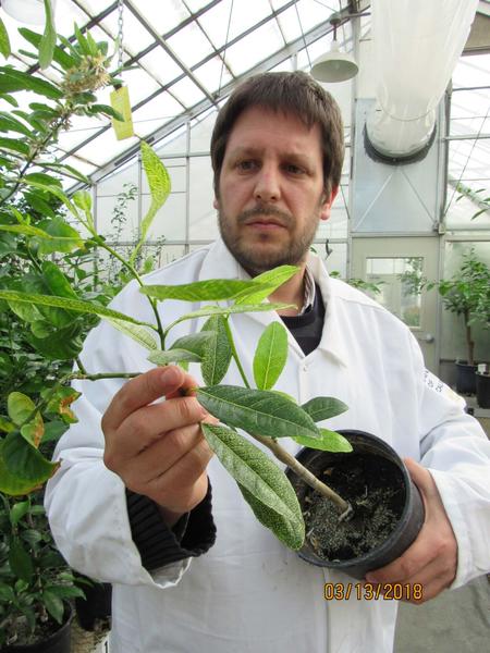 University of California, Riverside citrus researcher Georgios Vidalakis has helped develop a potential therapy that could protect citrus trees from the threat of Huanglongbing, a bacterial disease many worry could wipe out California's citrus industry. Photo courtesy UC Riverside