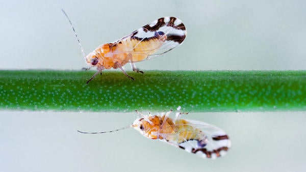 Asian Psyllids on stem, (c) UCR CISR, Mike Lewis