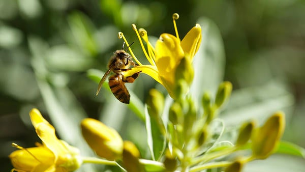 Bee flying onto flower at Botanic Gardens (c) UCR / Stan Lim