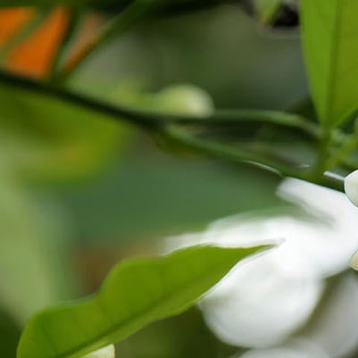 Citrus blossoms (c) UCR/Stan Lim