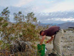 Chris checks a moth light trap the morning after a successful sampling night in the creosote bush scrub desert of Boyd Deep Canyon. Photo by Annika Rose-Person.