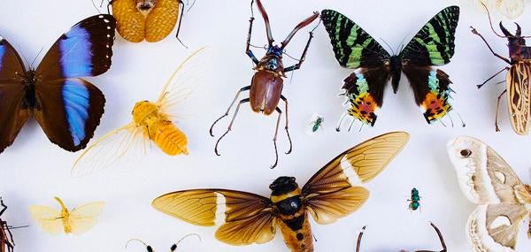 Insect Collection in Entomology Department (c) UCR