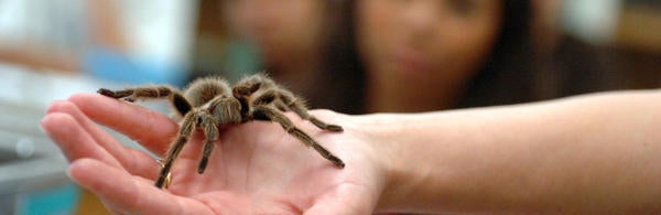 Tarantula on hand (c) UCR