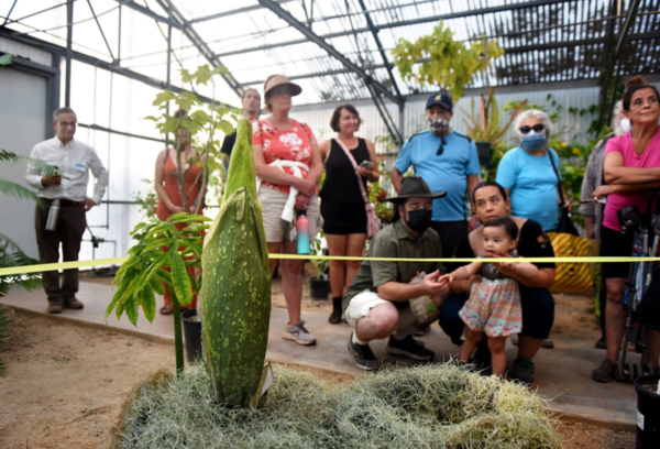 Corpse Plant Photo by Milka Soko, Contributing Photographer