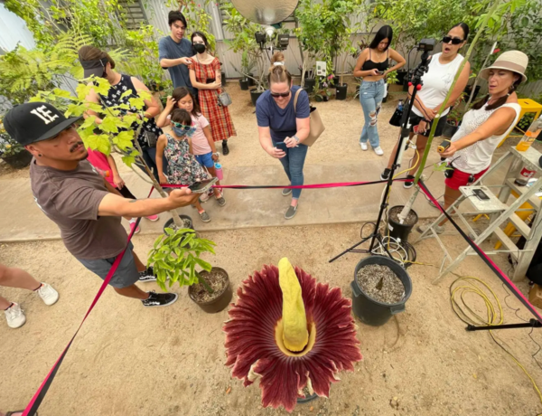 Corpse Plant Photo by Milka Soko, Press Enterprise Contributing Photographer